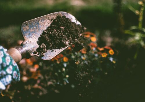 Effektive Gartenpflege: Wie Sie Ihren Außenbereich gesund und schön erhalten